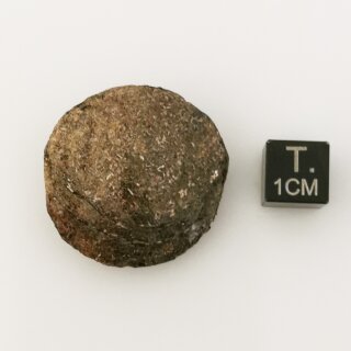 Biotit-Linse aus Portugal ca. 3cm