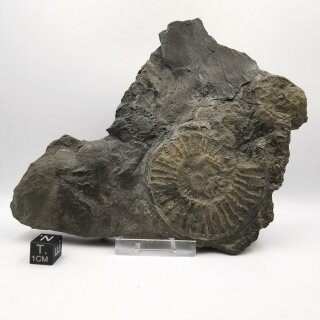 Ammonit Pyrit Anschliff