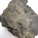 Ammonit Pyrit Anschliff