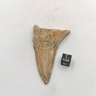 Versteinerter Hai Zahn Marokko
