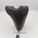 Versteinerter Megalodon Zahn