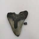 Versteinerter Megalodon Zahn