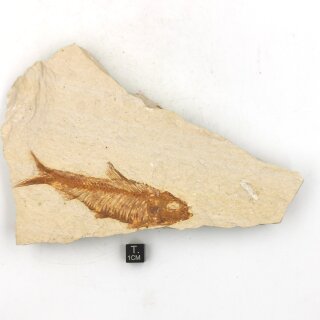 Versteinerter Fisch, Leptolepis