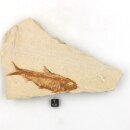 Versteinerter Fisch, Leptolepis