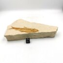 Versteinerter Fisch, Leptolepis