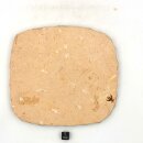 Versteinerte Garnele, Leptolepis